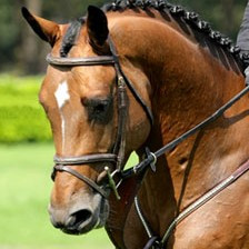 Andiamo Semilly photo 4