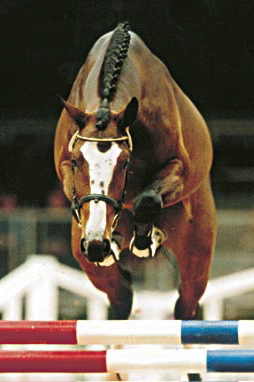 Balou Du Rouet photo 5