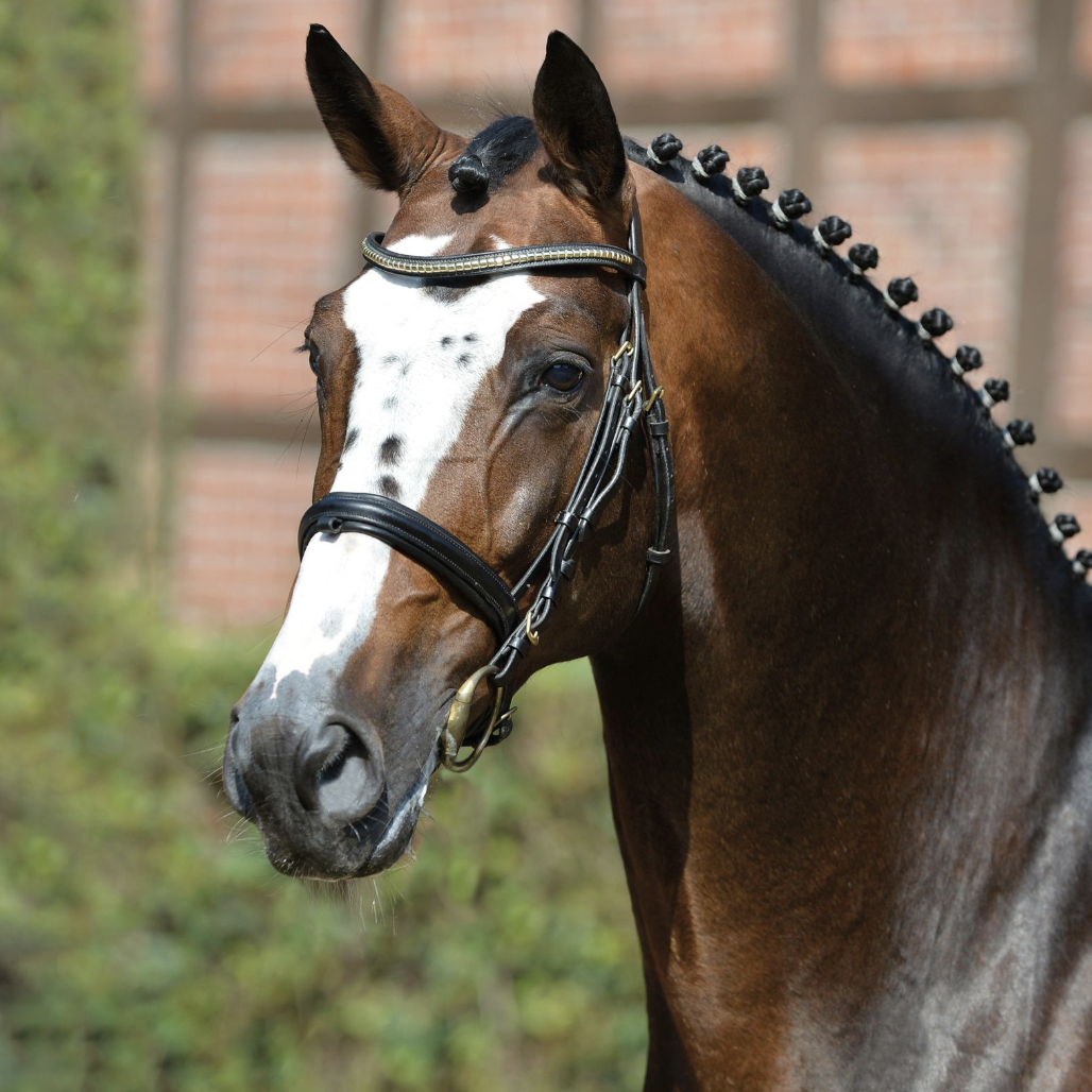 Balou Du Rouet photo 9