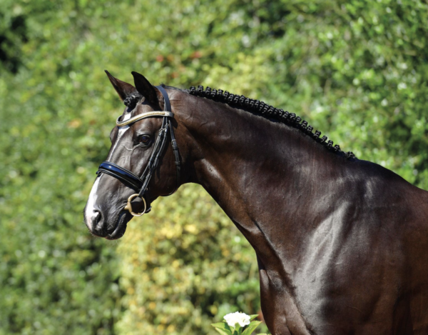 Baloutaire photo 6