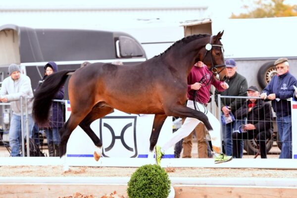 Chezarro photo 3