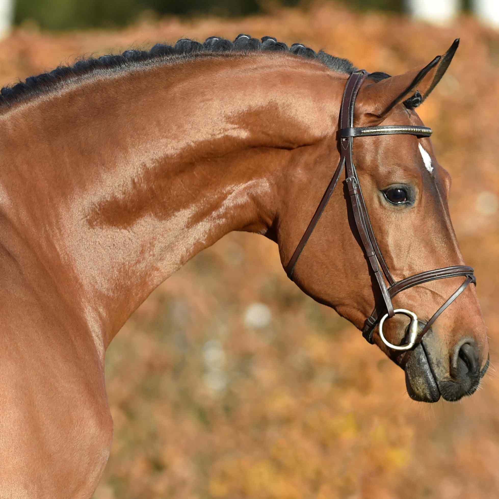 Comme Le Père photo 3