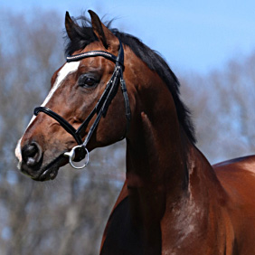 Cooper van de Heffinck photo 3