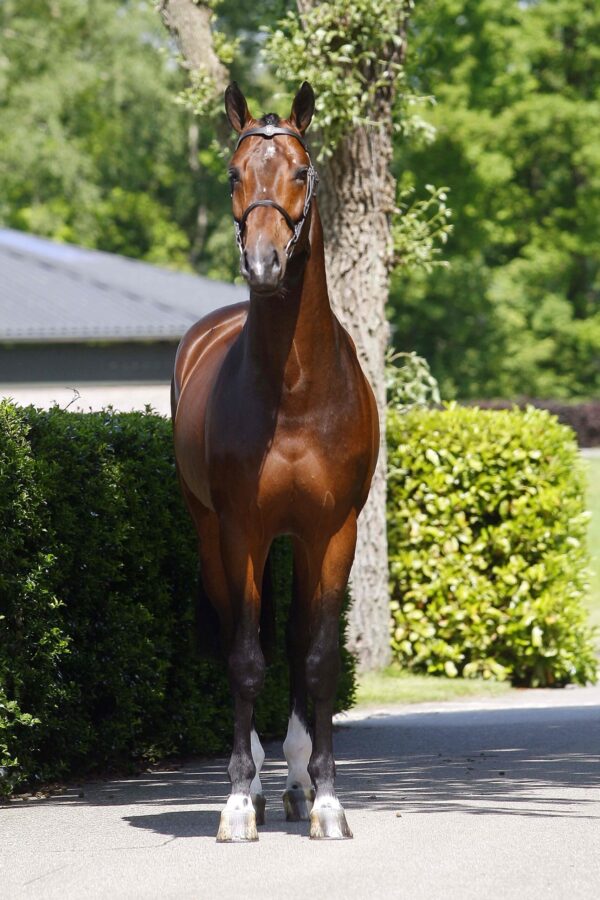 Corlou photo 4