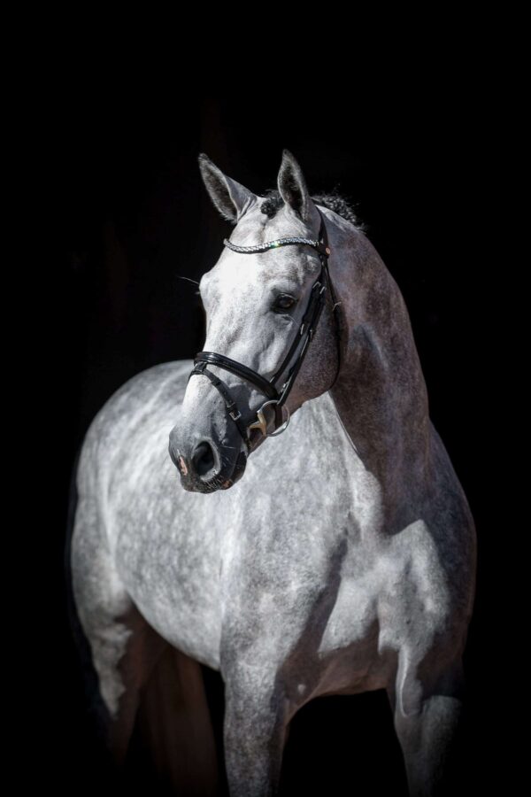 Covalliero photo 6