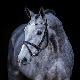 Covalliero photo 7