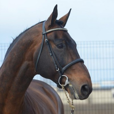 Elvis Ter Putte photo 3