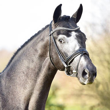 Hickstead White