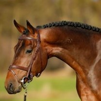 Je Suis Equus Tame photo 2