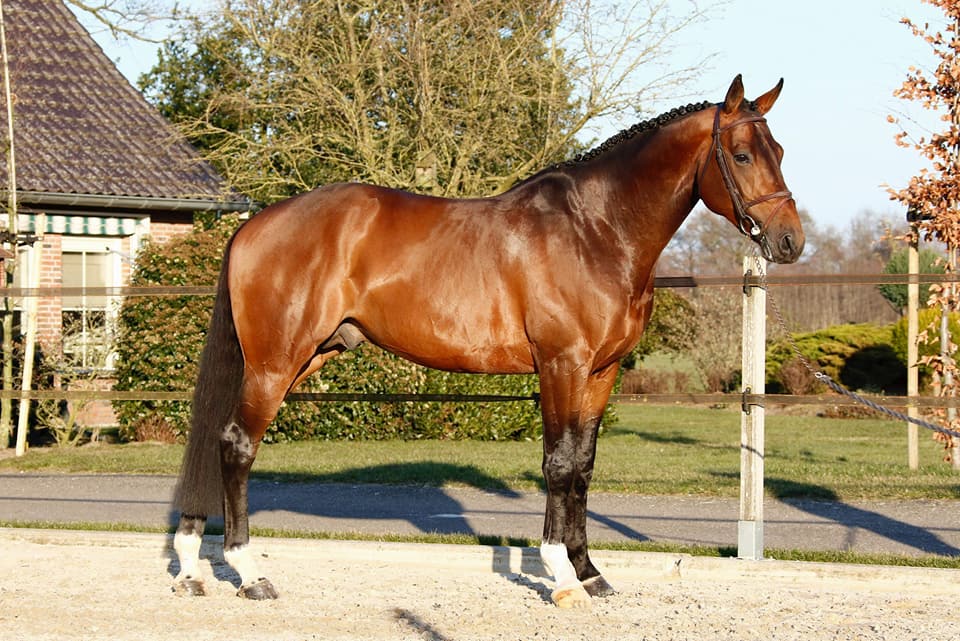 Je Suis Equus Tame