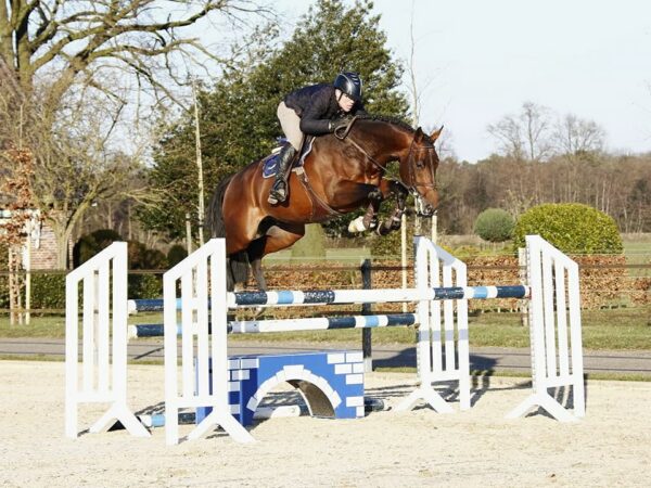 Je Suis Equus Tame photo 4