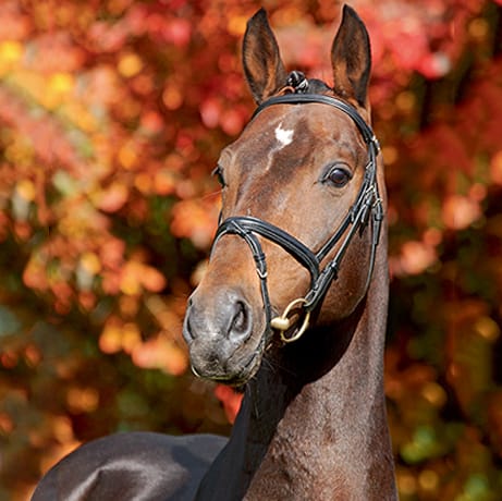 Lord Pezi photo 3