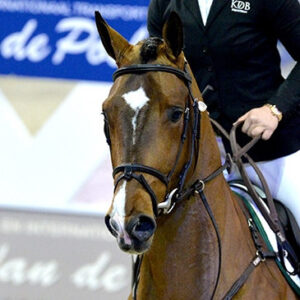 Mosito van het Hellehof photo 5