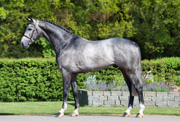 Mr Cornet De Regor photo 7