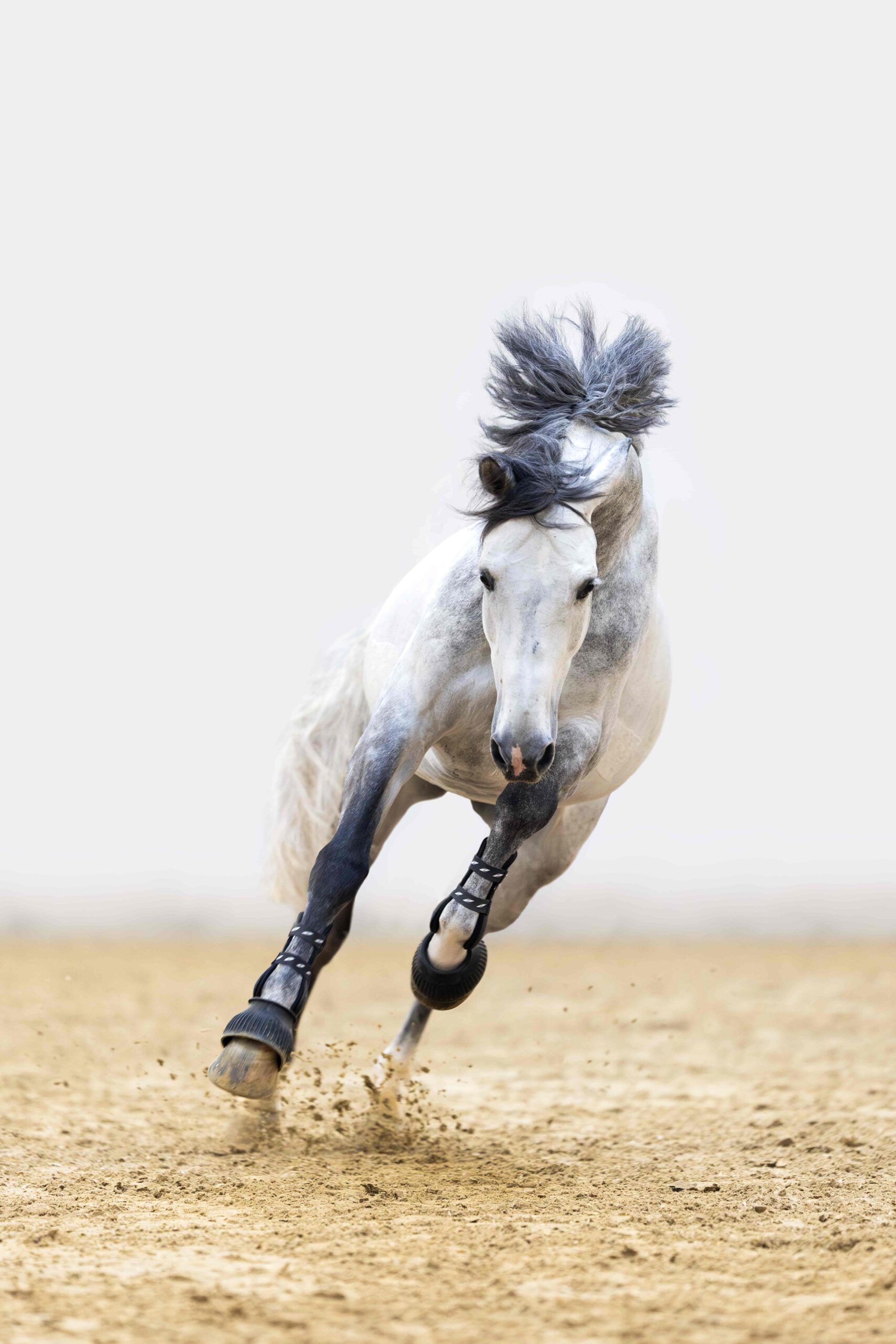 Mr Cornet De Regor photo 4