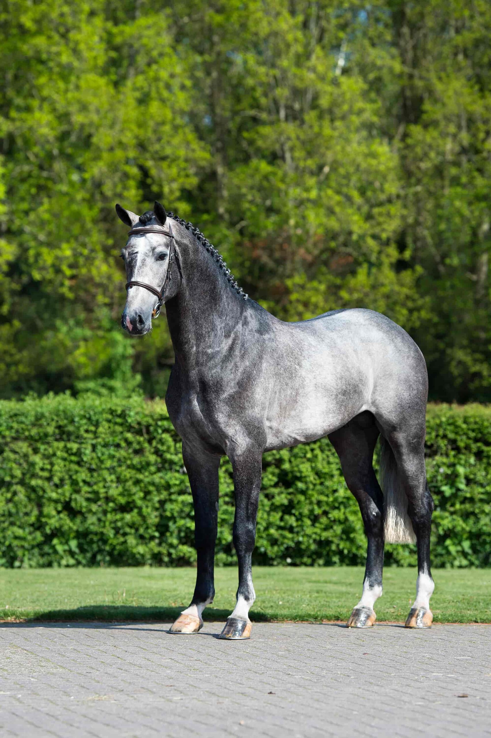 Mr Cornet De Regor photo 5