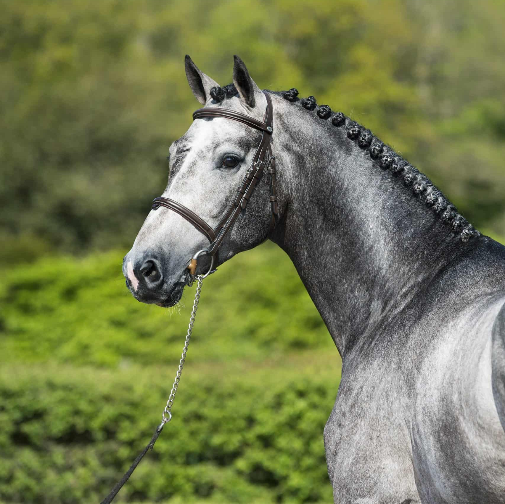 Mr Cornet De Regor photo 9