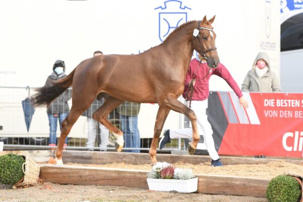 Vigado photo 2