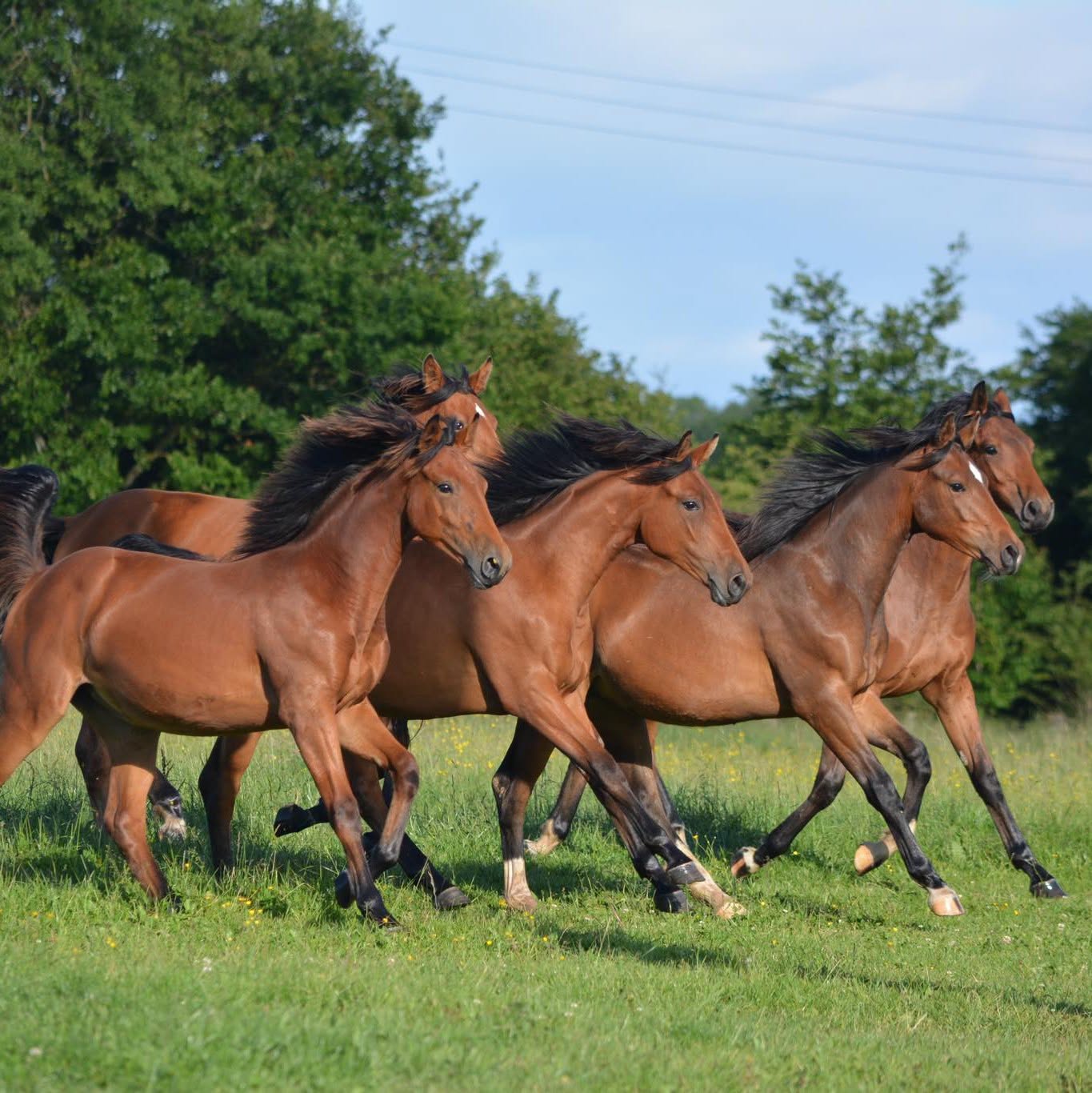 Haras De Brullemail